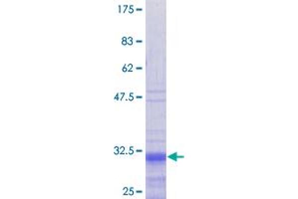 PRM1 Protein (AA 1-51) (GST tag)