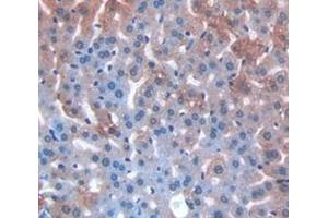 Figure. (MGEA5 antibody  (AA 695-814))