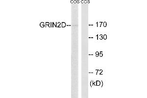 Western blot analysis of extracts from COS-7 cells, using GRIN2D antibody. (GRIN2D antibody  (Internal Region))