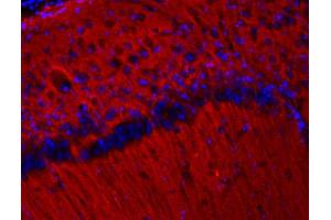 Indirect immunolabeling of PFA fixed mouse cortex section (dilution 1 : 200; red). (SV2B antibody  (AA 2-17))
