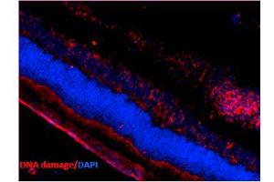 Immunohistochemistry analysis using Mouse Anti-DNA Damage Monoclonal Antibody, Clone 15A3 . (DNA/RNA Damage antibody (Atto 488))