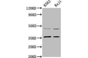 Western Blot Positive WB detected in: K562 whole cell lysate, Raji whole cell lysate All lanes: MAGEA2 antibody at 4.