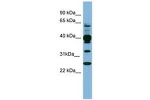 Image no. 1 for anti-Pleckstrin (PLEK) (N-Term) antibody (ABIN6741695) (Pleckstrin antibody  (N-Term))
