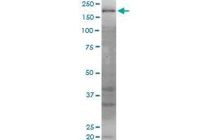 WRN monoclonal antibody (M06), clone 2F7. (RECQL2 antibody  (AA 1322-1432))