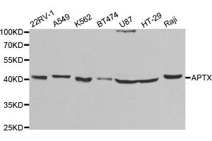 Western blot analysis of extracts of various cell lines, using APTX antibody (ABIN5973100) at 1/1000 dilution. (Aprataxin antibody)