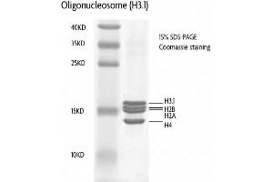 Recombinant Nucleosomes (H3. (Nucleosomes (AA 1-103), (AA 1-126), (AA 1-130), (AA 1-136) Protein)