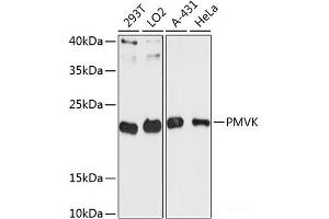 Western blot analysis of extracts of various cell lines using PMVK Polyclonal Antibody at dilution of 1:3000. (PMVK antibody)