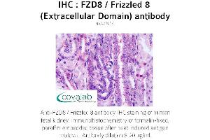 Image no. 1 for anti-Frizzled Family Receptor 8 (FZD8) (3rd Extracellular Domain) antibody (ABIN1734510) (FZD8 antibody  (3rd Extracellular Domain))