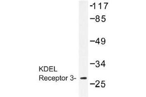 Image no. 1 for anti-KDEL (Lys-Asp-Glu-Leu) Endoplasmic Reticulum Protein Retention Receptor 3 (kDELR3) antibody (ABIN317836) (KDELR3 antibody)
