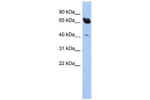 SCFD1 antibody used at 1 ug/ml to detect target protein. (SCFD1 antibody  (N-Term))