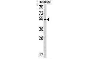 Western blot analysis of SUV4-20H2 antibody (Center) in mouse stomach tissue lysates (35ug/lane). (SUV420H2/KMT5C antibody  (Middle Region))