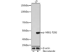 Western blot analysis of extracts of C6 cells, using Phospho-MEK1-T292 Rabbit mAb (ABIN7268635) at 1:1000 dilution. (MEK1 antibody  (pThr292))