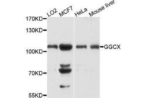 Western blot analysis of extracts of various cells, using GGCX antibody. (GGCX antibody)