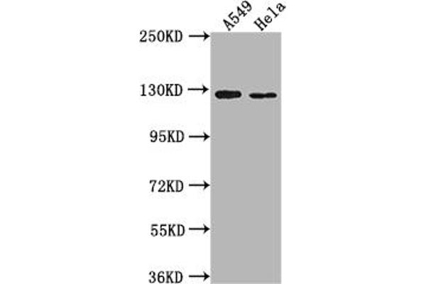 IGSF3 antibody  (AA 111-399)