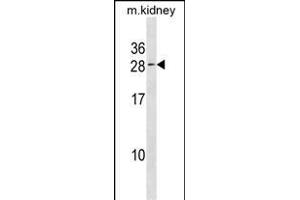 VPS25 Antibody (C-term) (ABIN1881995 and ABIN2838714) western blot analysis in kidney cell line lysates (35 μg/lane). (VPS25 antibody  (C-Term))
