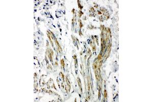Immunohistochemistry (IHC) image for anti-Caveolin 2 (CAV2) (AA 1-17), (N-Term) antibody (ABIN3042683)