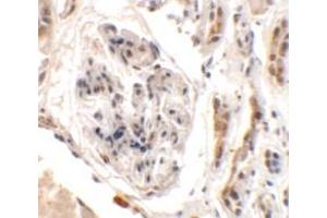 Immunohistochemistry of UHRF1BP1L in human kidney tissue with UHRF1BP1L antibody at 2. (UHRF1BP1L antibody  (Middle Region))