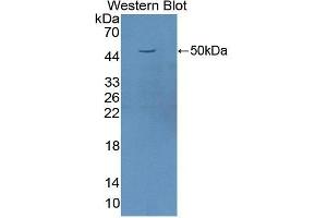 Western Blotting (WB) image for anti-Fas Ligand (TNF Superfamily, Member 6) (FASL) (AA 103-281) antibody (ABIN1172027) (FASL antibody  (AA 103-281))