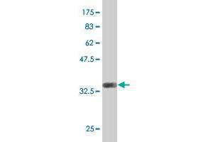 Western Blot detection against Immunogen (37.
