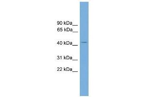 AP1M2 antibody used at 1 ug/ml to detect target protein. (AP1m2 antibody  (N-Term))