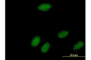 Immunofluorescence of  purified  MaxPab antibody to POLR3K on HeLa cell. (POLR3K antibody  (AA 1-108))