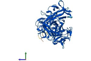 AlphaFold protein structure predicition of Human Recombinant FSCN2 Protein, UniprotID O14926 (Fascin 2 Protein (FSCN2) (AA 1-492) (His tag))