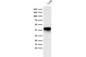Western Blot analysis of human lung lysate using EpCAM Mouse Monoclonal Antibody (PAN-EpCAM).