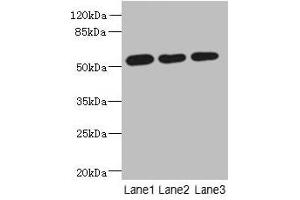 Western blot All lanes: ARMT1 antibody at 0. (ARMT1 (AA 2-250) antibody)