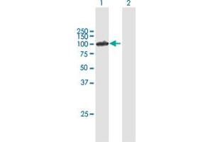 Western Blot analysis of IFI16 expression in transfected 293T cell line by IFI16 MaxPab polyclonal antibody. (IFI16 antibody  (AA 1-729))