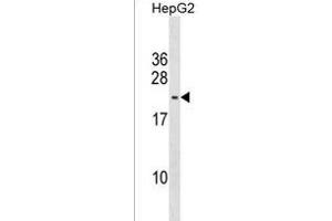 S2L5 Antibody (C-term) (ABIN1537609 and ABIN2850279) western blot analysis in HepG2 cell line lysates (35 μg/lane). (PMS2L5 antibody  (C-Term))
