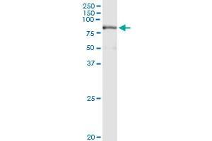 Immunoprecipitation of PRMT7 transfected lysate using anti-PRMT7 MaxPab rabbit polyclonal antibody and Protein A Magnetic Bead , and immunoblotted with PRMT7 purified MaxPab mouse polyclonal antibody (B01P) . (PRMT7 antibody  (AA 1-692))