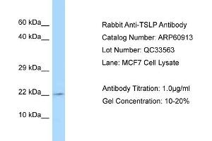 Western Blotting (WB) image for anti-Thymic Stromal Lymphopoietin (TSLP) (C-Term) antibody (ABIN2788621) (Thymic Stromal Lymphopoietin antibody  (C-Term))