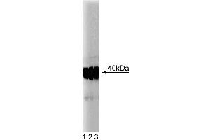 Western blot analysis of SMN on a HepG2 cell lysate (Human hepatocellular carcinoma, ATCC HB-8065) (left).