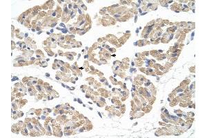 FARS2 antibody was used for immunohistochemistry at a concentration of 4-8 ug/ml to stain Skeletal muscle cells (arrows) in Human Muscle. (FARS2 antibody  (N-Term))