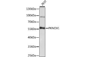 Western blot analysis of extracts of 293T cells, using PKNOX1 antibody (ABIN7269189) at 1:1000 dilution.