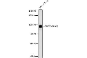 Western blot analysis of extracts of mouse lung, using CD239/CD239/BCAM antibody (ABIN7265829) at 1:1000 dilution. (BCAM antibody  (AA 352-547))