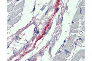 Anti-DDAH2 antibody IHC of human heart. (DDAH2 antibody  (N-Term))