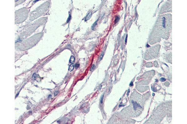 DDAH2 antibody  (N-Term)