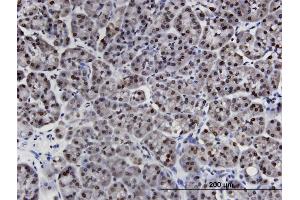 Immunoperoxidase of monoclonal antibody to LIMD1 on formalin-fixed paraffin-embedded human pancreas. (LIMD1 antibody  (AA 577-674))