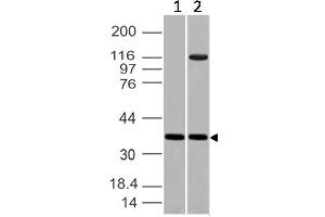 Image no. 1 for anti-Embigin (EMB) (AA 100-250) antibody (ABIN5027183) (Embigin antibody  (AA 100-250))