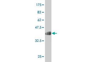 Western Blot detection against Immunogen (35. (C21orf33 antibody  (AA 188-268))