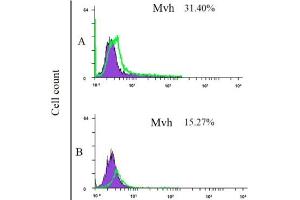 Flow cytometry analysis of mesenchymal stem cells derived from bone marrow (upper) and adipose tissue-derived mesenchymal stem cells (lower) after culturing in the medium contains bone morphogenic protein-4 for 4 days. (DDX4 antibody  (AA 601-700))