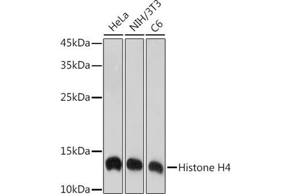 HIST4H4 antibody