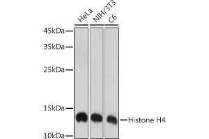 Western blot analysis of extracts of various cell lines, using Histone H4 antibody (ABIN7267706) at 1:1000 dilution.
