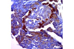 Paraformaldehyde-fixed, paraffin embedded rat pancreas, Antigen retrieval by boiling in sodium citrate buffer (pH6. (EHMT1 antibody)