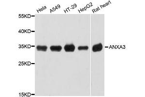 Western blot analysis of extracts of various cell lines, using ANXA3 antibody (ABIN5997234) at 1:3000 dilution. (Annexin A3 antibody)