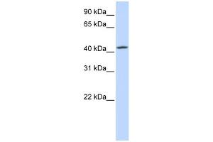WB Suggested Anti-C7orf42 Antibody Titration:  0. (C7orf42 antibody  (N-Term))