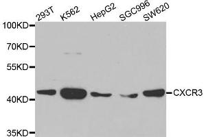 Western blot analysis of extracts of various cell lines, using CXCR3 antibody (ABIN5971514) at 1:400 dilution. (CXCR3 antibody)