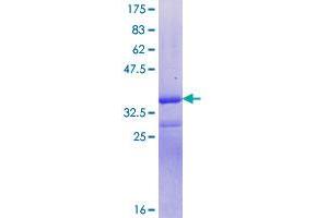 SYNGAP1 Protein (AA 3-98) (GST tag)