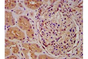 IHC image of ABIN7163230 diluted at 1:600 and staining in paraffin-embedded human kidney tissue performed on a Leica BondTM system. (PICALM antibody  (AA 517-624))